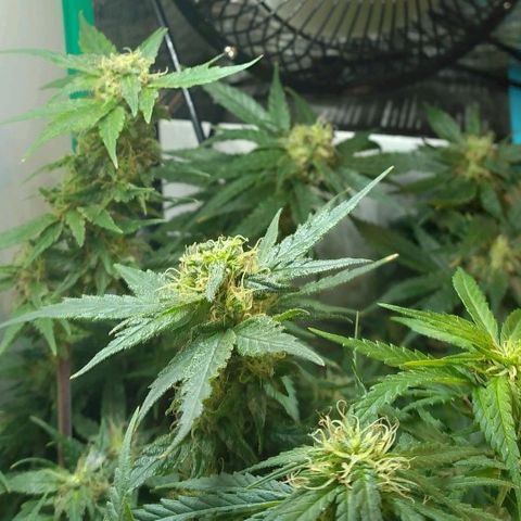 Green Crack growlog photo: After Bud Pinching