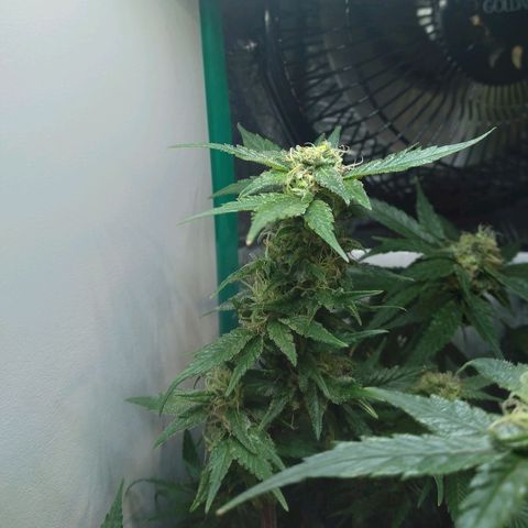 Green Crack growlog photo: After Bud Pinching