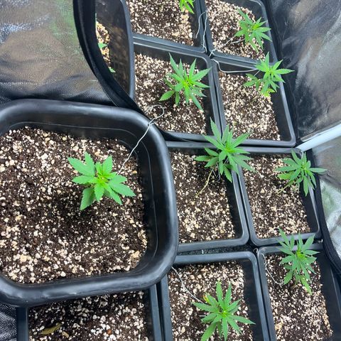 Prensado1 growlog timeline photo