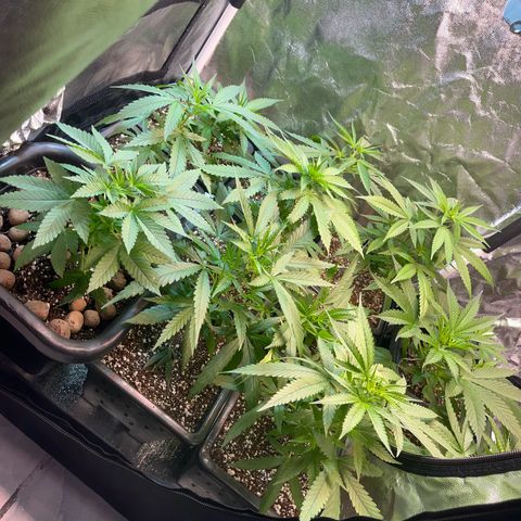 Prensado1 growlog timeline photo