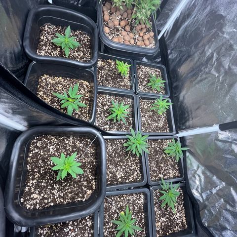 Prensado1 growlog timeline photo