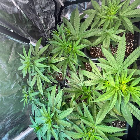 Prensado1 growlog timeline photo
