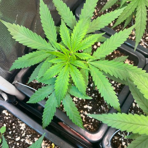 Prensado1 growlog timeline photo