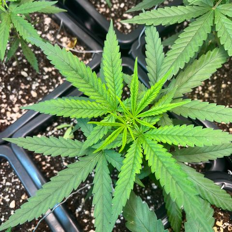 Prensado1 growlog timeline photo