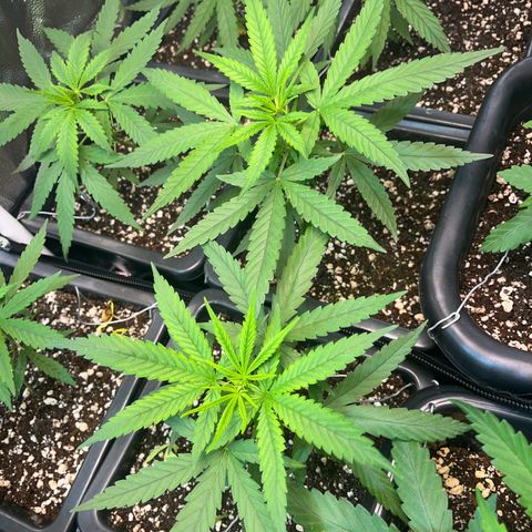 Prensado1 growlog timeline photo