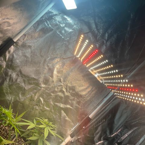 Prensado1 growlog timeline photo
