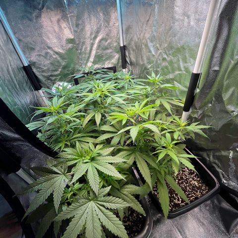 Prensado1 growlog timeline photo