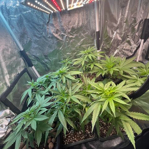 Prensado1 growlog timeline photo