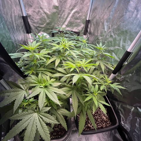 Prensado1 growlog timeline photo