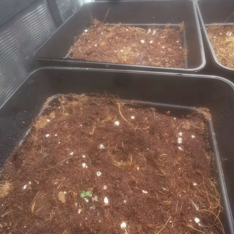 Auto cheese #08 growlog photo: De germinació a plántulas 