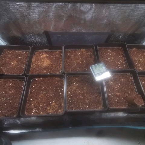 Auto cheese #08 growlog photo: De germinació a plántulas 