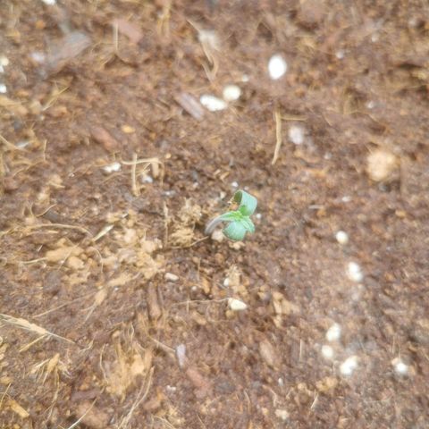 Auto cheese #08 growlog photo: De germinació a plántulas 