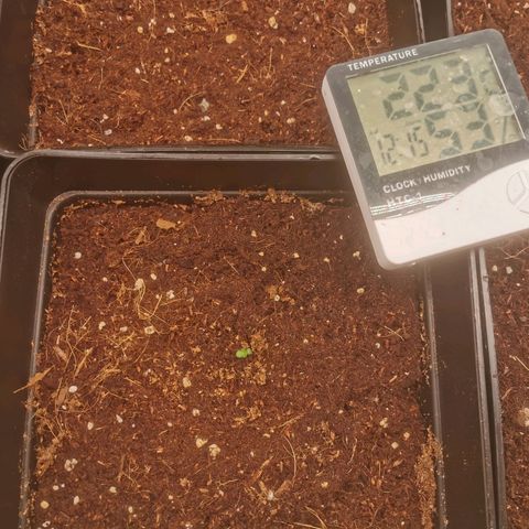 Auto cheese #08 growlog photo: De germinació a plántulas 