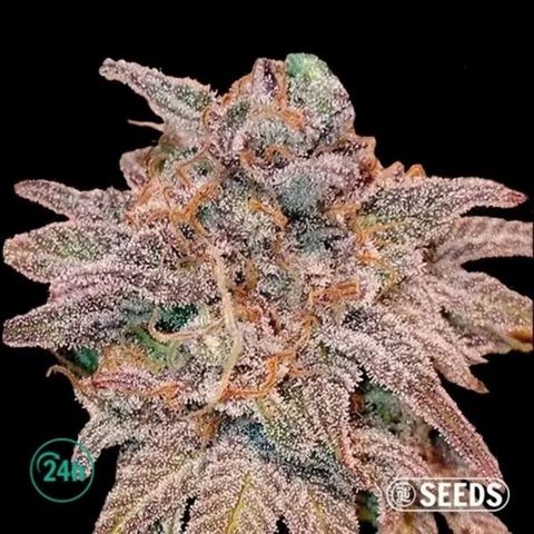 Auto cheese #01 growlog in 120x60x180