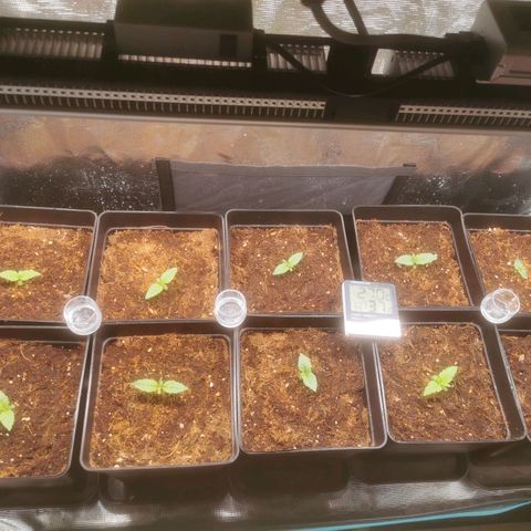 Auto cheese #08 growlog timeline photo