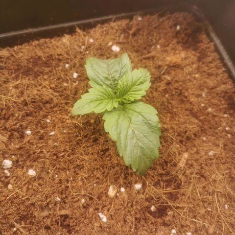 Auto cheese #08 growlog timeline photo