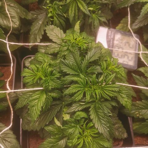 Auto cheese #08 growlog timeline photo