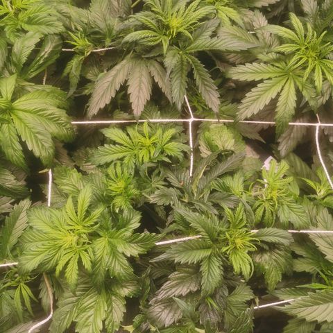 Auto cheese #08 growlog timeline photo