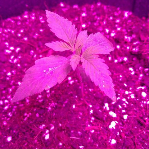 Blackberry Meatbreath A growlog timeline photo