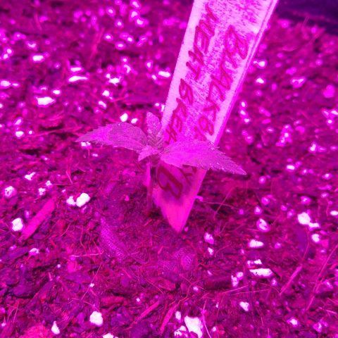 Blackberry Meatbreath B growlog timeline photo