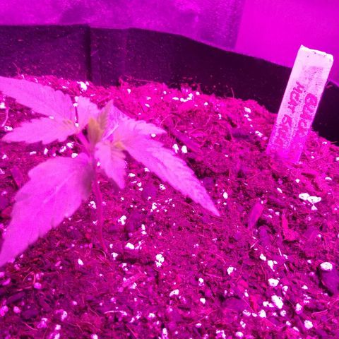 Blackberry Meatbreath A growlog timeline photo