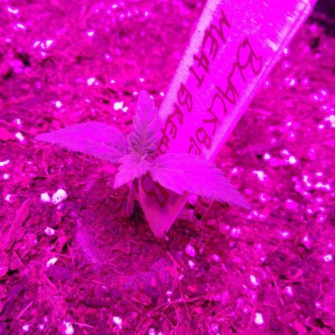 Blackberry Meatbreath B growlog timeline photo