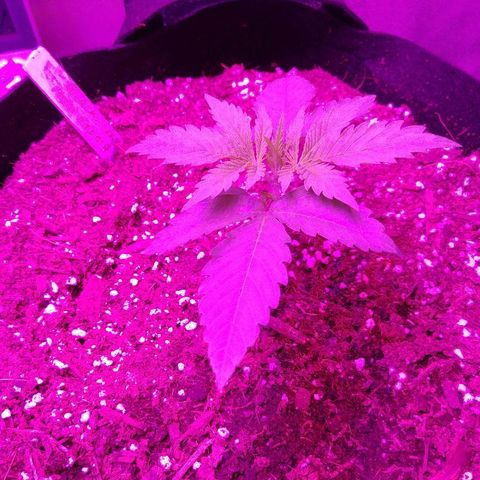 Blackberry Meatbreath A growlog timeline photo