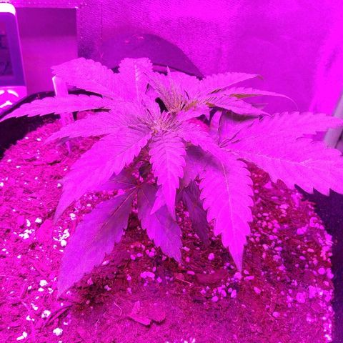 Blackberry Meatbreath A growlog timeline photo