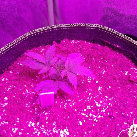 Blackberry Meatbreath B growlog timeline photo