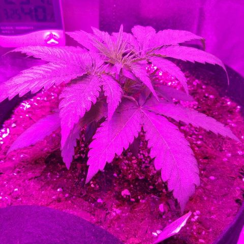 Blackberry Meatbreath A growlog photo: Before