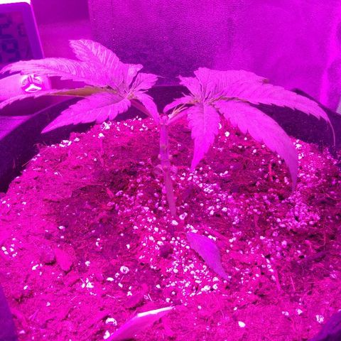 Blackberry Meatbreath A growlog photo: After