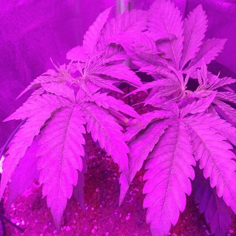 Blackberry Meatbreath A growlog timeline photo