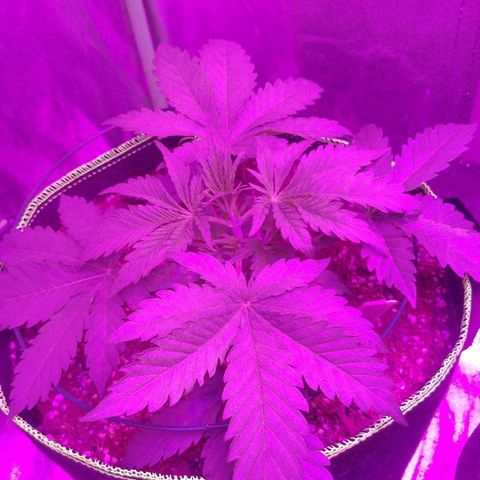 Blackberry Meatbreath B growlog timeline photo