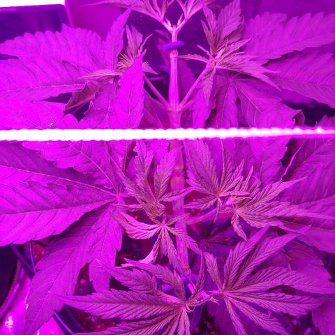 Blackberry Meatbreath A growlog photo: Cut nodes 2 and 4 each side, now 8 main colas