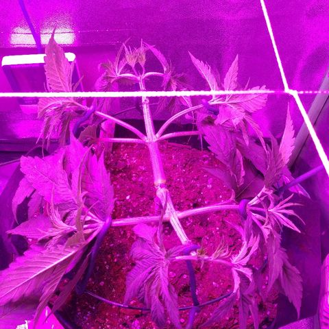 Blackberry Meatbreath A growlog photo: Manifold 
