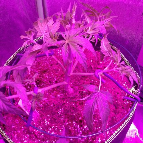 Blackberry Meatbreath B growlog photo: Topped and train