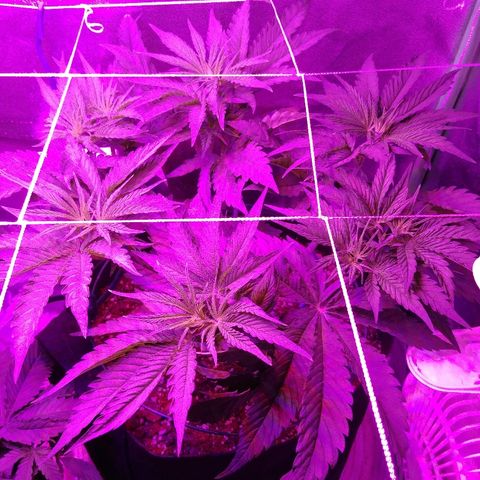 Blackberry Meatbreath A growlog timeline photo