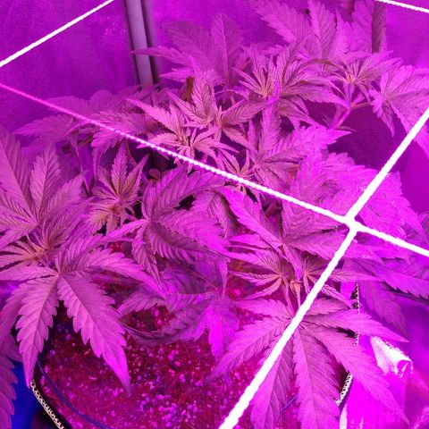 Blackberry Meatbreath B growlog timeline photo