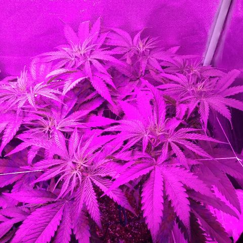 Blackberry Meatbreath A growlog timeline photo