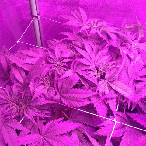 Blackberry Meatbreath B growlog timeline photo