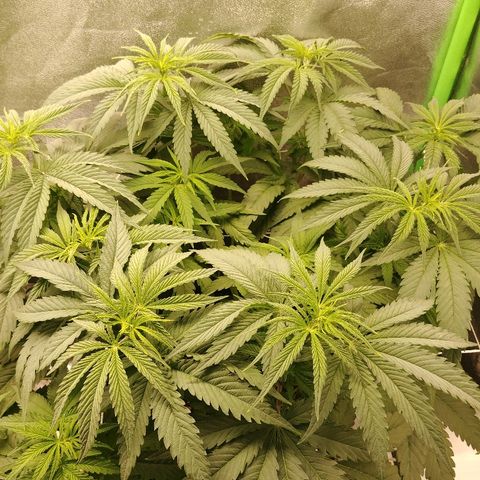 Blackberry Meatbreath A growlog timeline photo