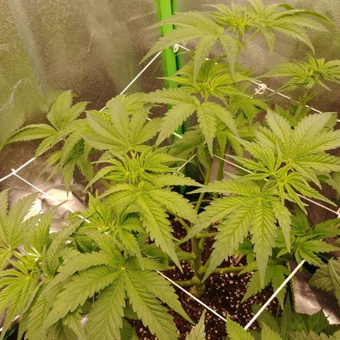 Blackberry Meatbreath B growlog timeline photo