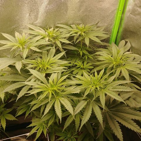 Blackberry Meatbreath A growlog timeline photo