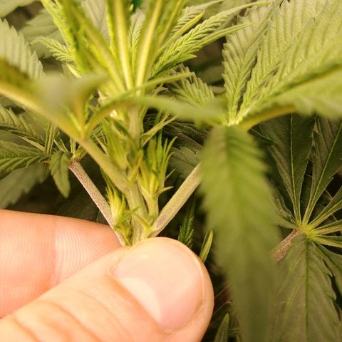 Blackberry Meatbreath A growlog timeline photo