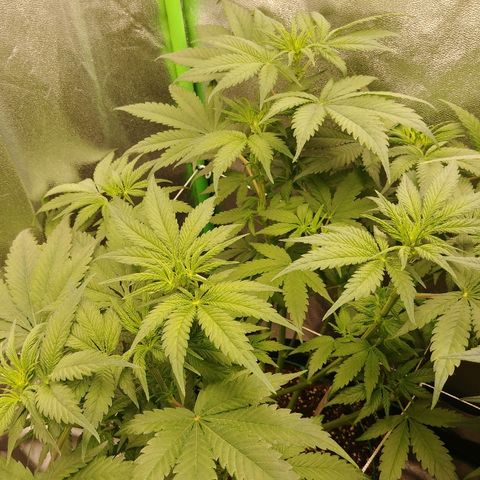 Blackberry Meatbreath B growlog timeline photo