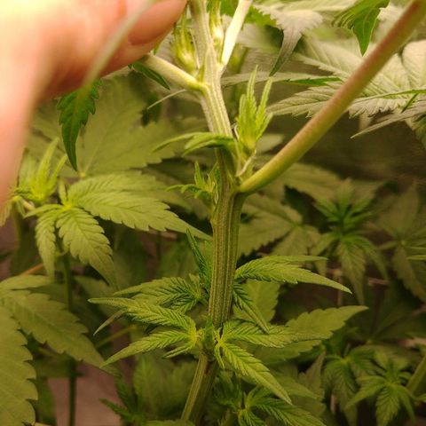Blackberry Meatbreath B growlog timeline photo