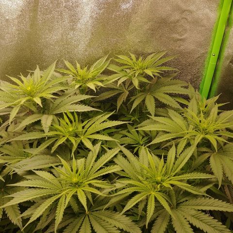 Blackberry Meatbreath A growlog timeline photo