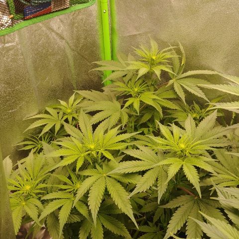 Blackberry Meatbreath B growlog timeline photo