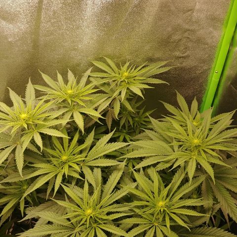 Blackberry Meatbreath A growlog timeline photo