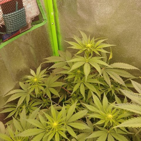 Blackberry Meatbreath B growlog timeline photo